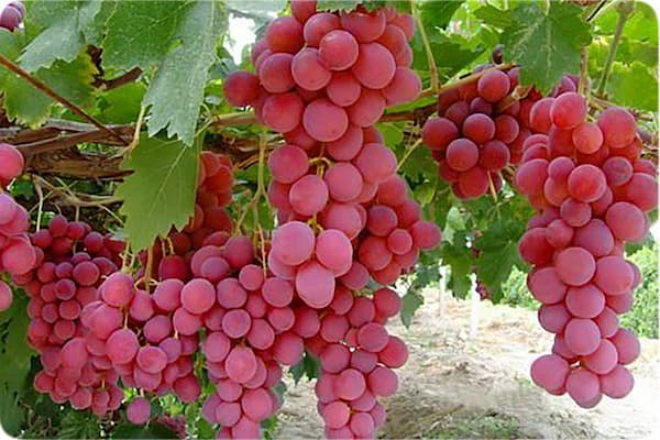 قیمت خرید نهال انگور گرمسیری با فروش عمده